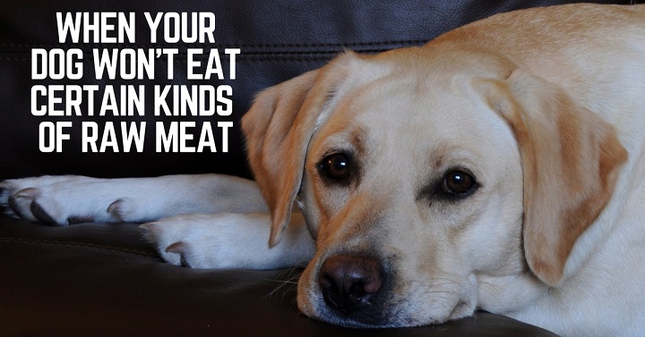 Dog won't eat certain cuts of raw meat