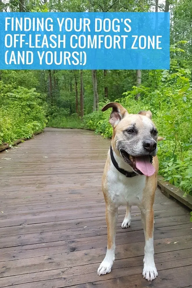 Finding your dog's comfort zone