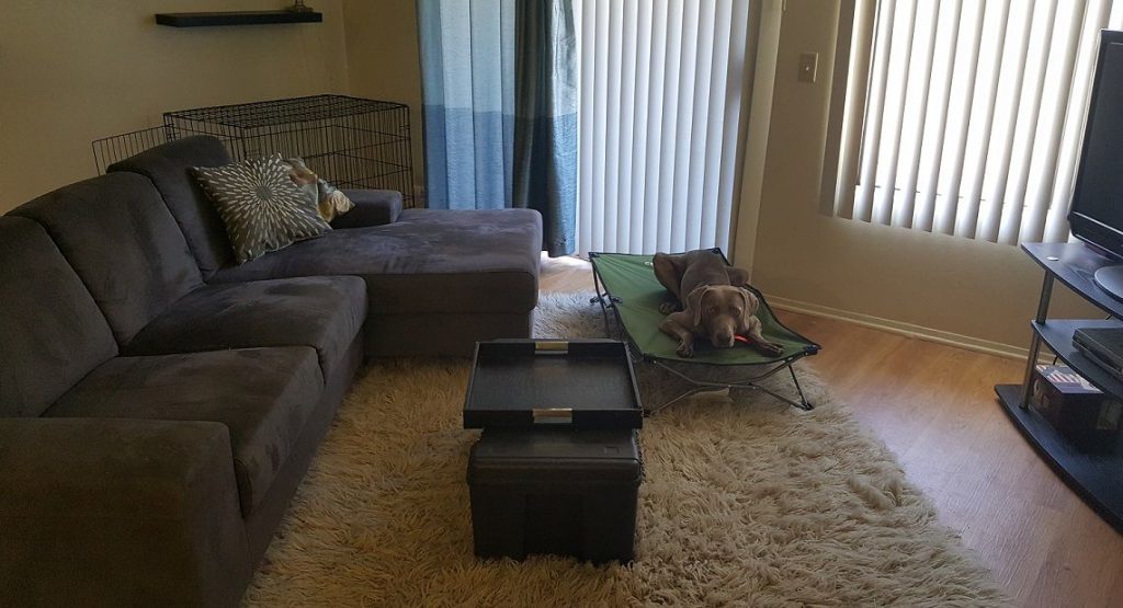 How to teach your dog the place command