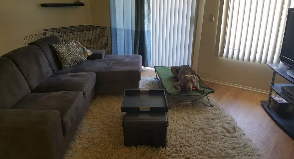 How to teach your dog the place command