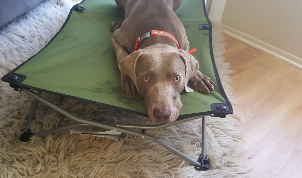 How to teach your dog the place command