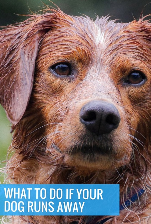 What to do if your dog runs away