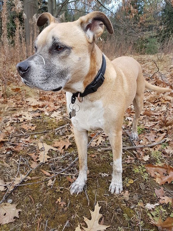 What to do if your dog runs away