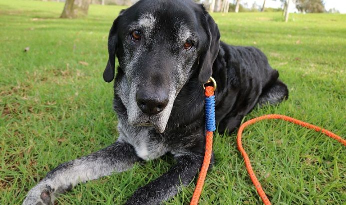 My dog Ace with his paracord leash