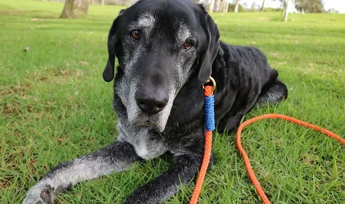 My dog Ace with his paracord leash
