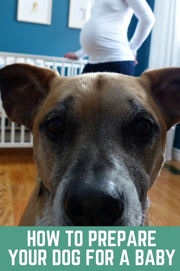 How to prepare your dog for a baby