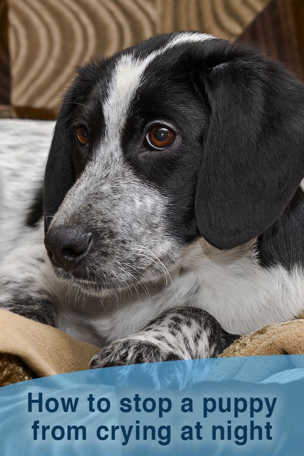 How long do puppies cry at night?