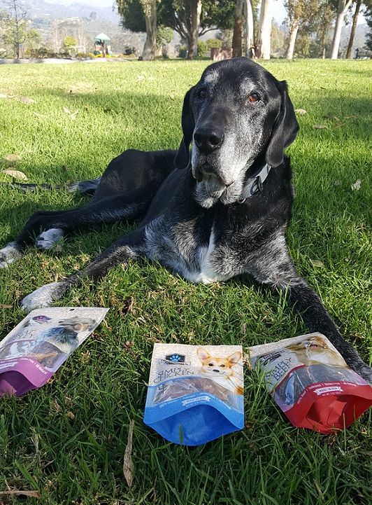 My Lab mix Ace with Dr. Dalton's Premium Treats