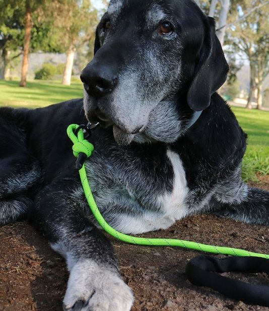 My dog Ace with his Mighty Paw rope leash