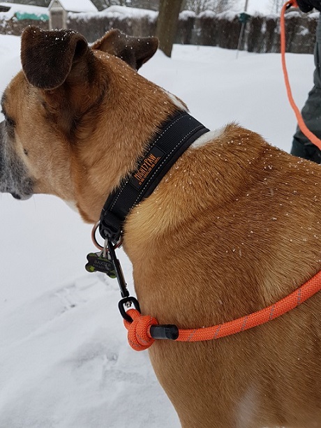 Baxter with his Mighty Paw rope leash and collar