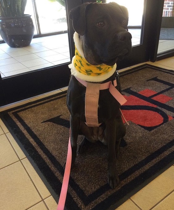 Cancer and raw dog food - Missy the boxer mix