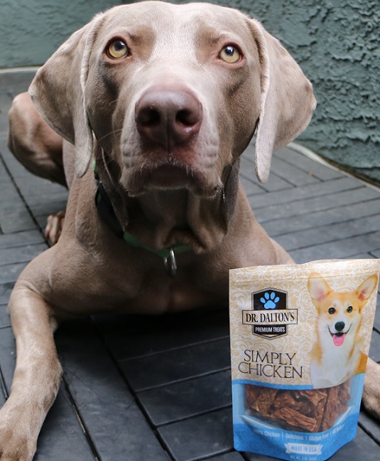 My weimaraner Remy with Dr. Dalton's Premium Treats