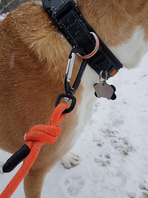 Mighty Paw rope leash and padded dog collar