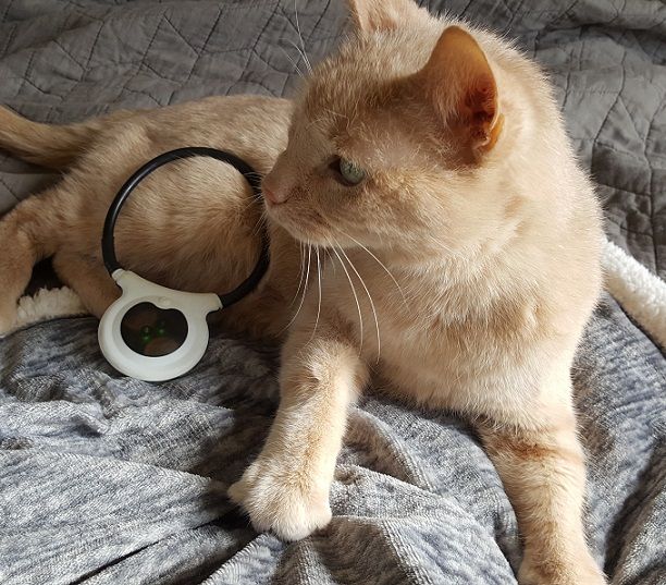 Assisi Loop helps cats too