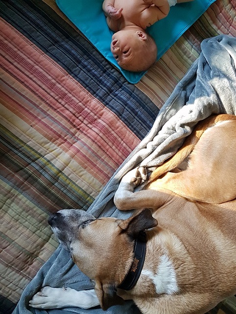 Creating safe spaces for your baby and your dog