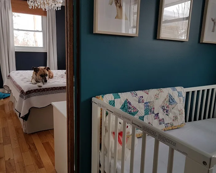 Dogs and babies - preparing your dog
