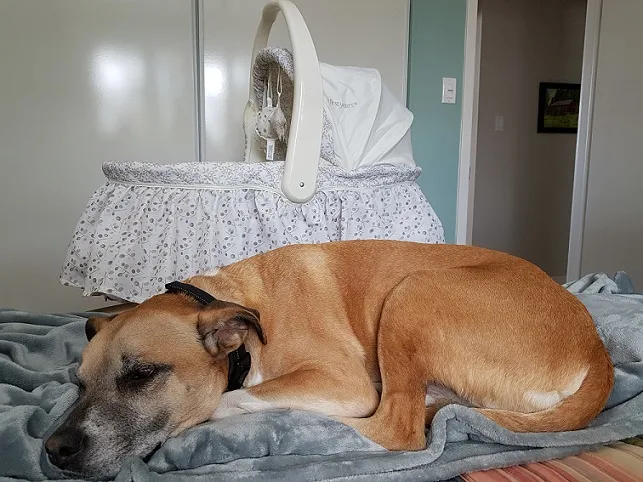 Dogs and babies - preparing your dog for new sights and sounds