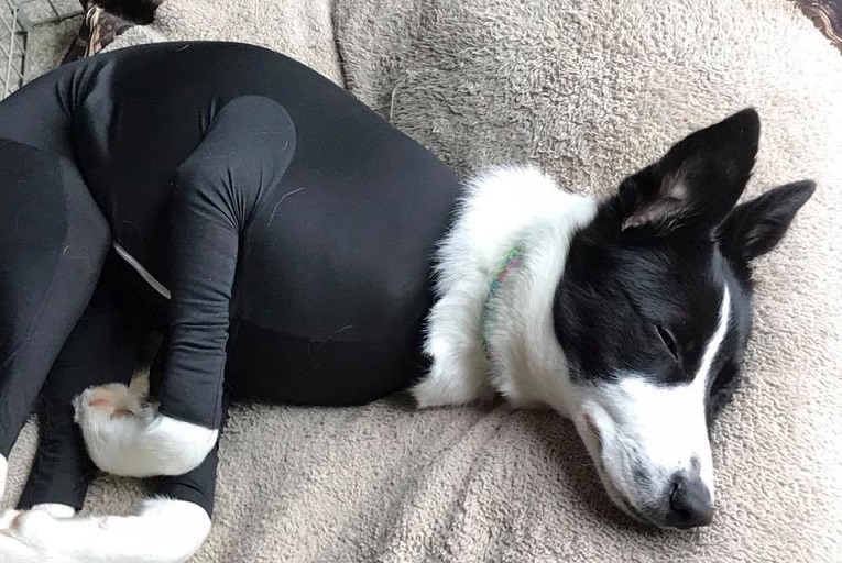 The Shed Defender to replace the cone collar