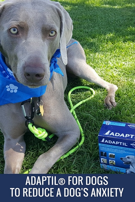 ADAPTIL for dogs - dog appeasing pheromones