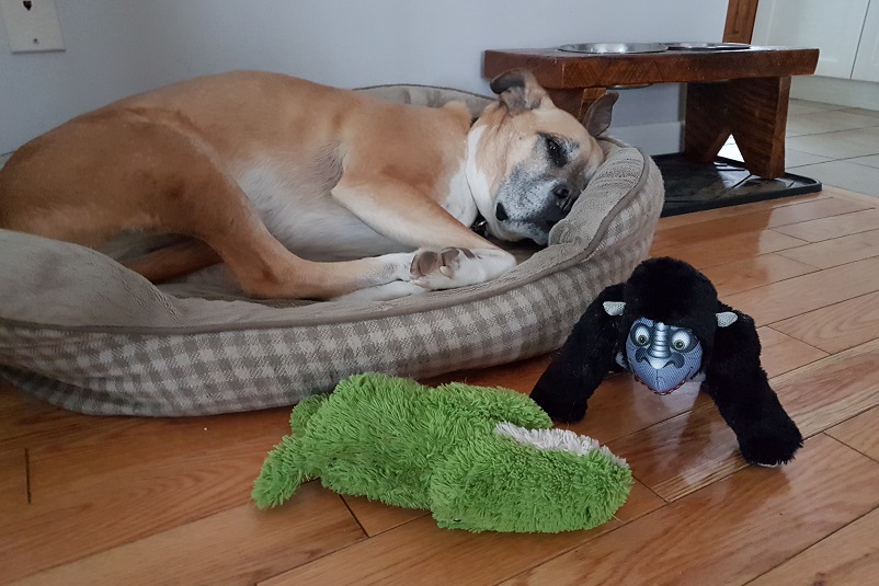 How to stop your dog from stealing baby toys