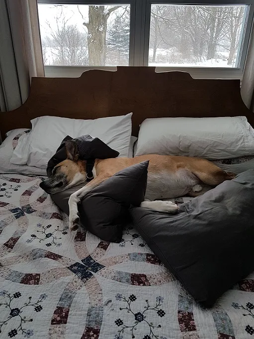 Safe spaces for your baby and your dog