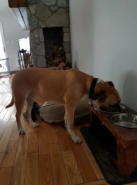 Baxter's food and water bowls - safe spaces for your baby and your dog
