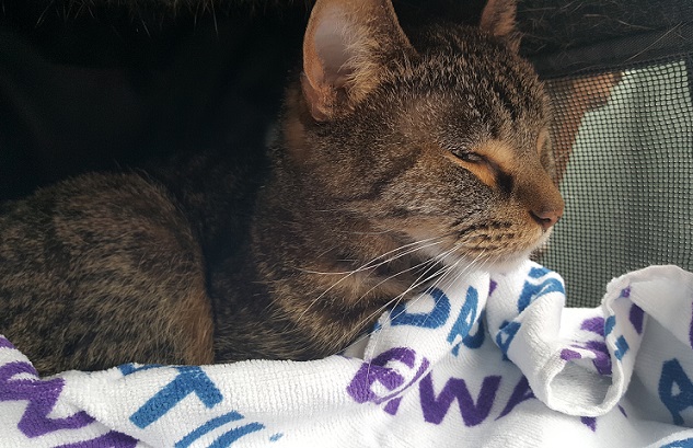 My cat Scout, Feliway for cats