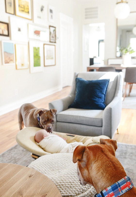 Introducing your pets to a baby