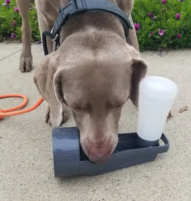 My dog Remy - Poochables to Go review