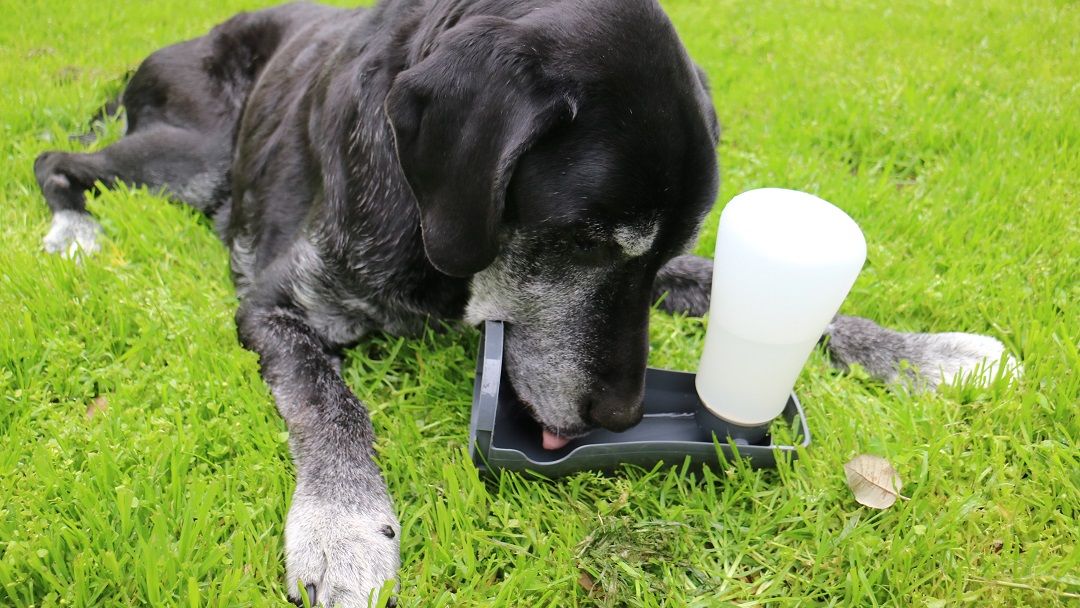 Poochables to Go review - my dog Ace