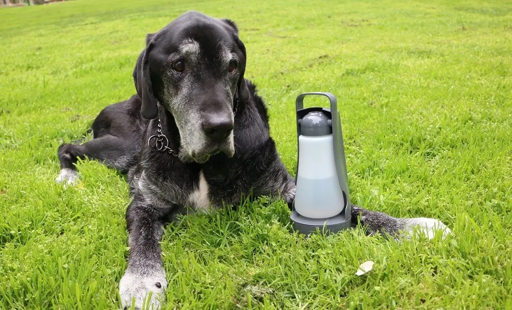 Portable dog food and water bowl