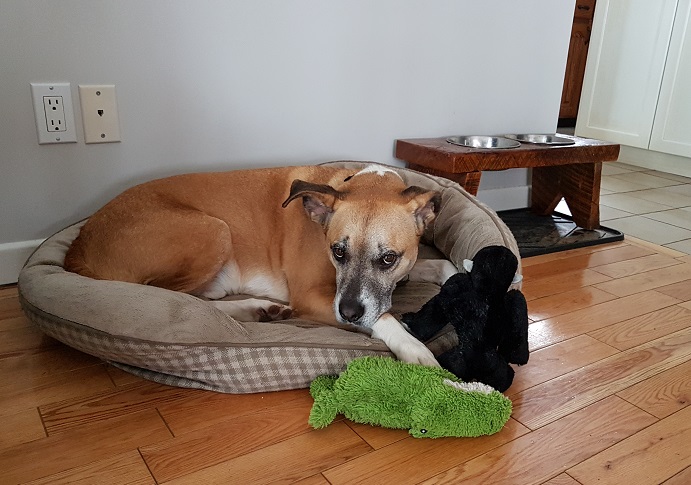 Stop your dog from stealing baby toys