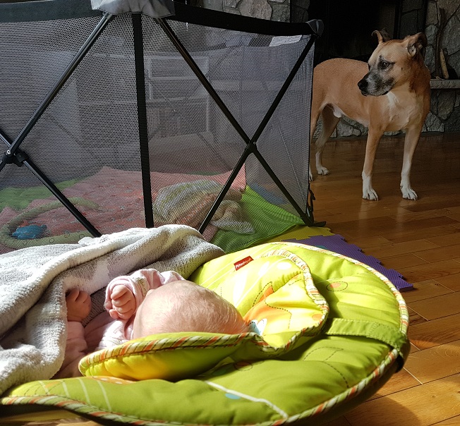 Dog toys vs. baby toys