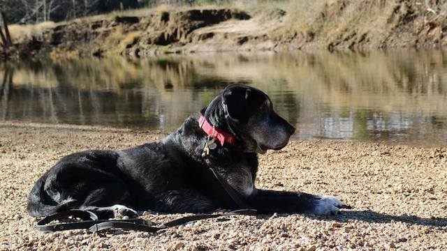 My dog Ace in Yosemite