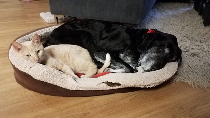 Beamer and Ace