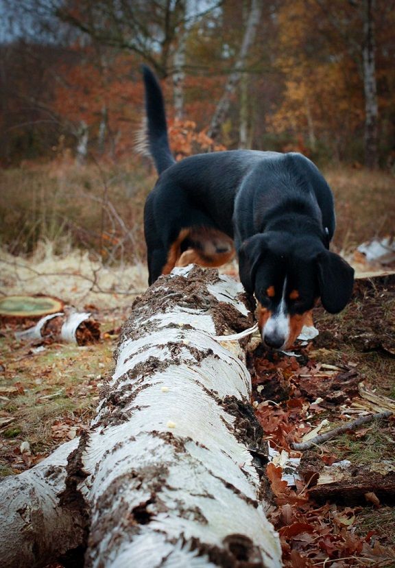 Alfie the Entlebucher mountain dog doing nosework