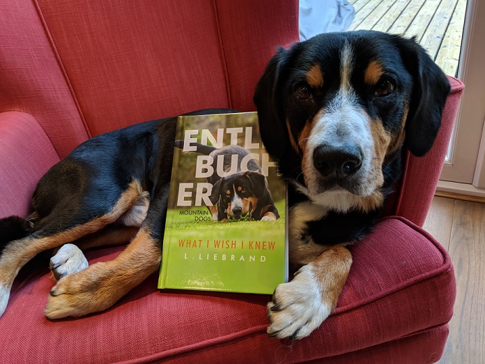 Entlebucher Mountain Dogs - What I wish I Knew