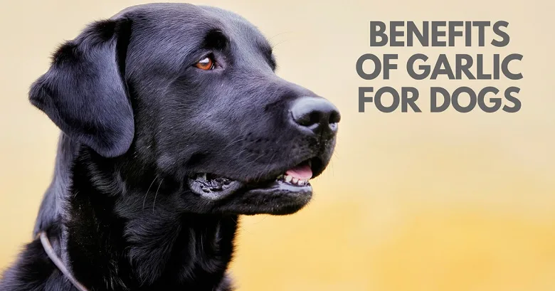 Is garlic good for dogs?