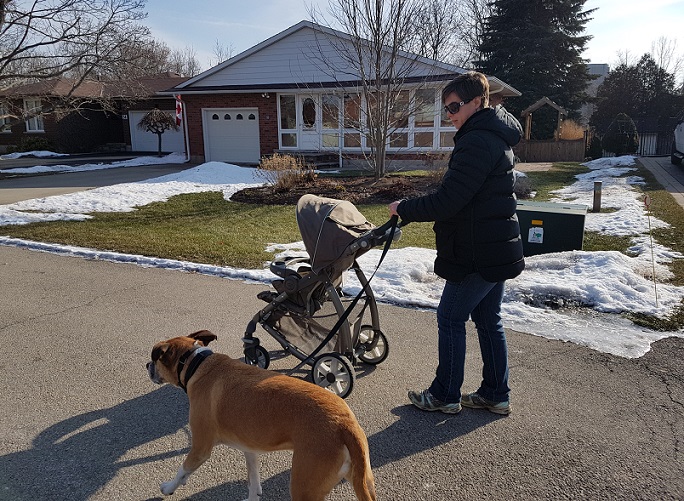 Train your dog to walk with a stroller