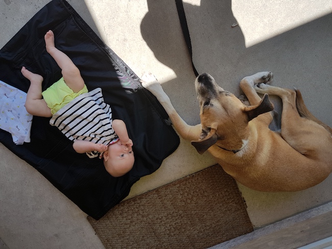 Resources on preparing your dog for a baby - baby Ellie and my dog Baxter