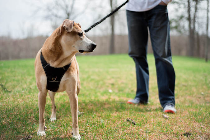 Mighty Paw sport harness