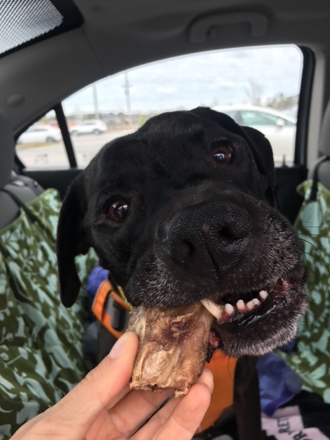 Missy enjoying a freeze-dried duckhead in the car