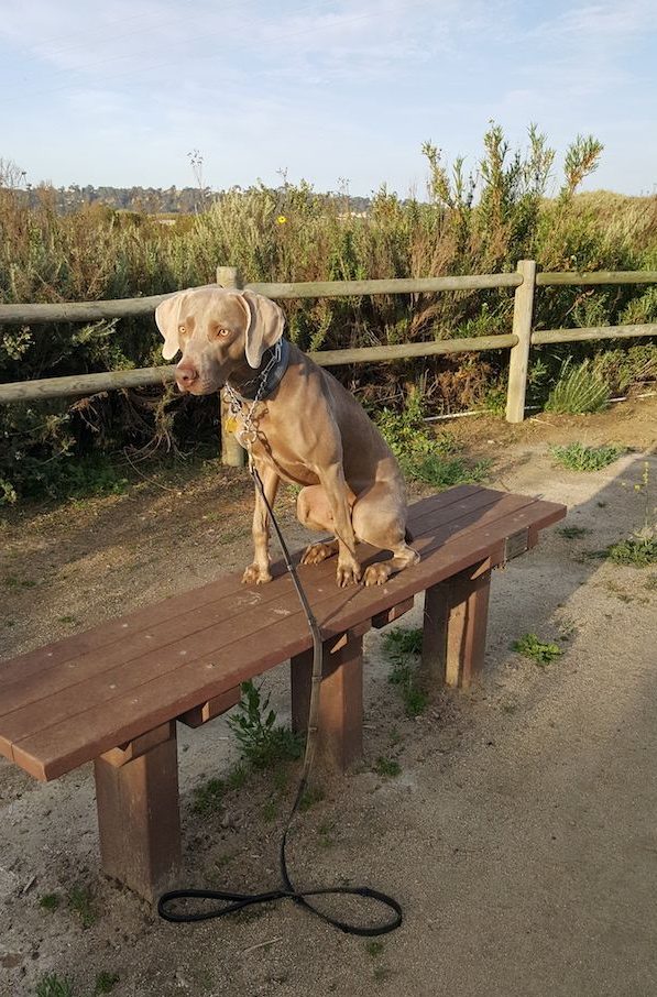 My dog Remy on the trails