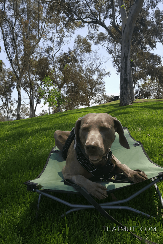 Remy on his Carlson cot