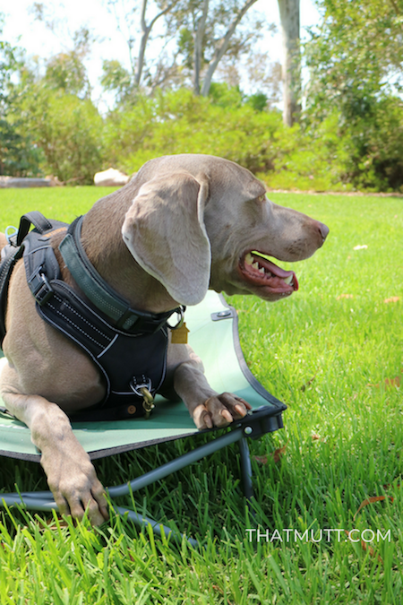 Remy on his portable dog cot
