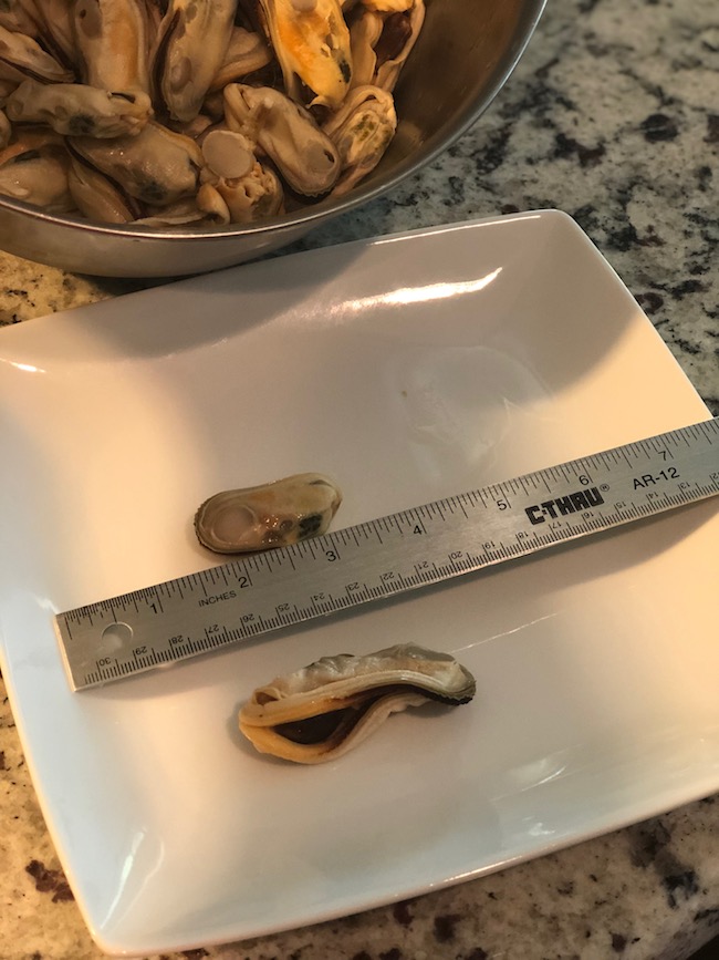 Green Lipped Mussels size