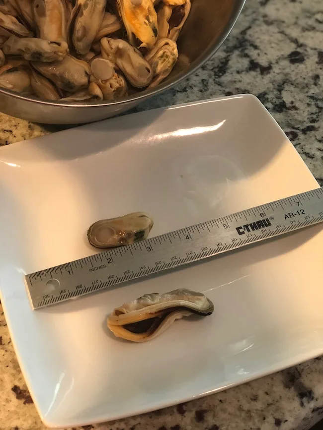Green Lipped Mussels size