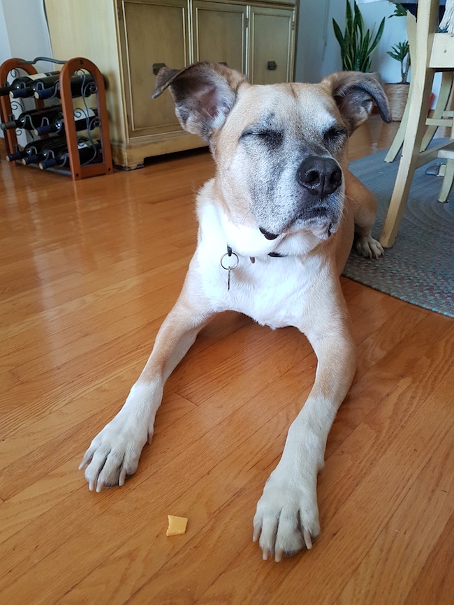 How to teach your dog leave it