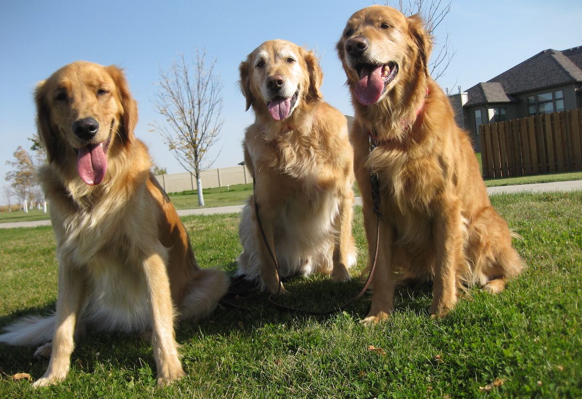 Leaving your dogs with a pet sitter