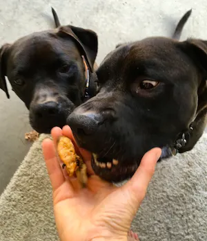 Missy & Buzz about to eat dehydrated GLMs